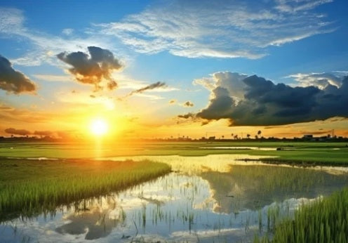 Rice field for baby photography
